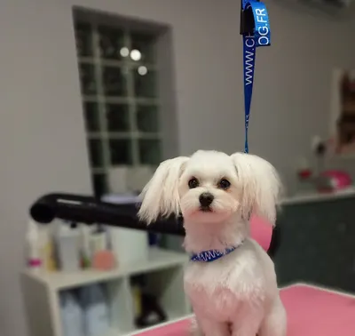 Psi fryzjer- stylowy pupil